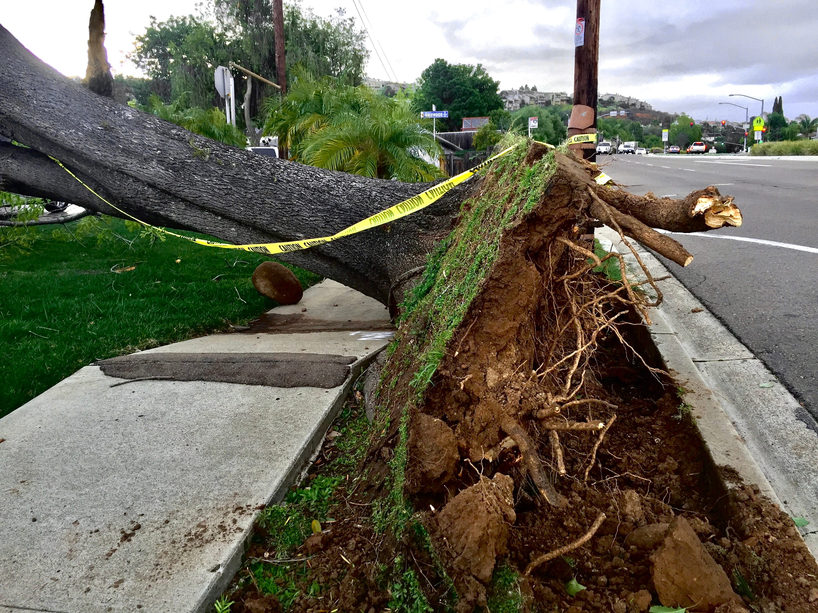 fallen-tree-blocking-sidewalk-in-suburban-area-2026-09-23-21-21-00-utc-28129 Republic Claims Associates, Public Adjuster in Ocean County NJ, Opens Nor'easter Claim Help for Flooded Long Beach Island and Shore Property Owners